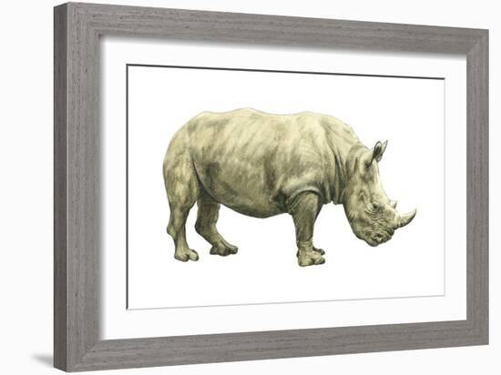 White Rhinoceros (Ceratotherium Simus), Mammals-Encyclopaedia Britannica-Framed Art Print