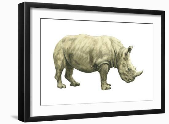 White Rhinoceros (Ceratotherium Simus), Mammals-Encyclopaedia Britannica-Framed Art Print