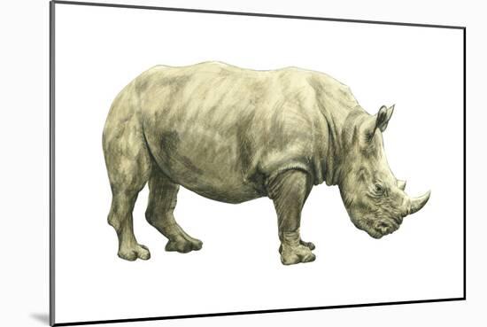 White Rhinoceros (Ceratotherium Simus), Mammals-Encyclopaedia Britannica-Mounted Art Print