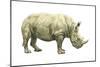White Rhinoceros (Ceratotherium Simus), Mammals-Encyclopaedia Britannica-Mounted Art Print