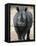 White Rhinoceros, Etosha National Park Namibia Southern Africa-Tony Heald-Framed Premier Image Canvas