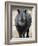 White Rhinoceros, Etosha National Park Namibia Southern Africa-Tony Heald-Framed Photographic Print