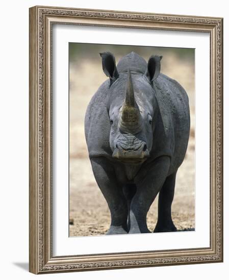 White Rhinoceros, Etosha National Park Namibia Southern Africa-Tony Heald-Framed Photographic Print