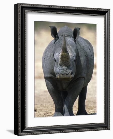 White Rhinoceros, Etosha National Park Namibia Southern Africa-Tony Heald-Framed Photographic Print