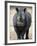 White Rhinoceros, Etosha National Park Namibia Southern Africa-Tony Heald-Framed Photographic Print