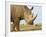 White Rhinoceros, Etosha National Park, Namibia-Tony Heald-Framed Photographic Print