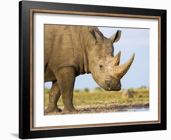 White Rhinoceros, Etosha National Park, Namibia-Tony Heald-Framed Photographic Print