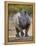 White Rhinoceros Etosha Np, Namibia January-Tony Heald-Framed Premier Image Canvas