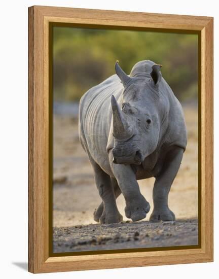 White Rhinoceros Etosha Np, Namibia January-Tony Heald-Framed Premier Image Canvas