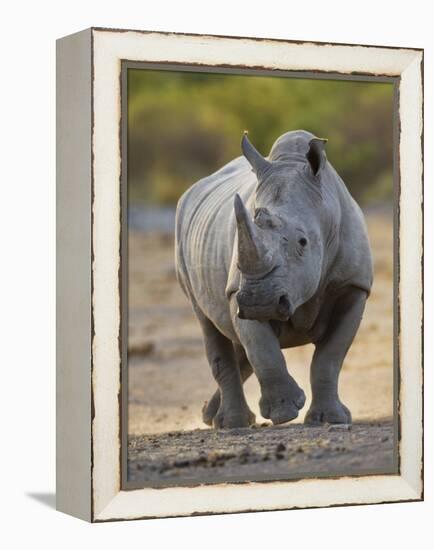 White Rhinoceros Etosha Np, Namibia January-Tony Heald-Framed Premier Image Canvas