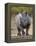 White Rhinoceros Etosha Np, Namibia January-Tony Heald-Framed Premier Image Canvas