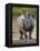 White Rhinoceros Etosha Np, Namibia January-Tony Heald-Framed Premier Image Canvas