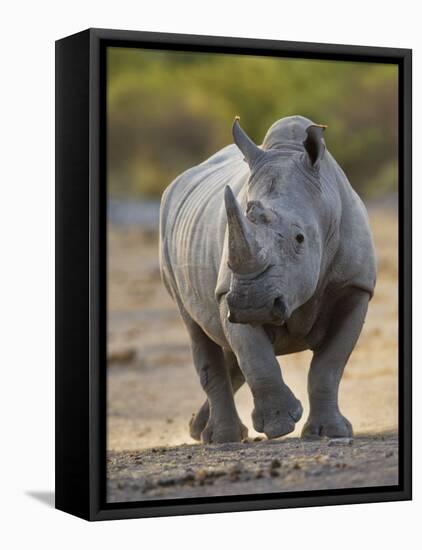 White Rhinoceros Etosha Np, Namibia January-Tony Heald-Framed Premier Image Canvas