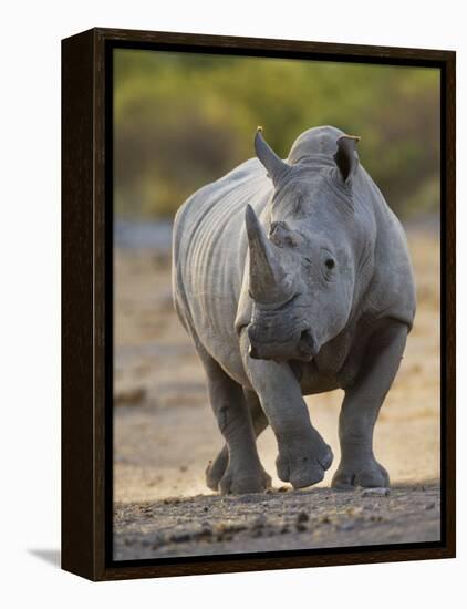 White Rhinoceros Etosha Np, Namibia January-Tony Heald-Framed Premier Image Canvas