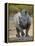 White Rhinoceros Etosha Np, Namibia January-Tony Heald-Framed Premier Image Canvas