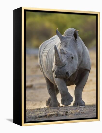 White Rhinoceros Etosha Np, Namibia January-Tony Heald-Framed Premier Image Canvas