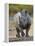 White Rhinoceros Etosha Np, Namibia January-Tony Heald-Framed Premier Image Canvas