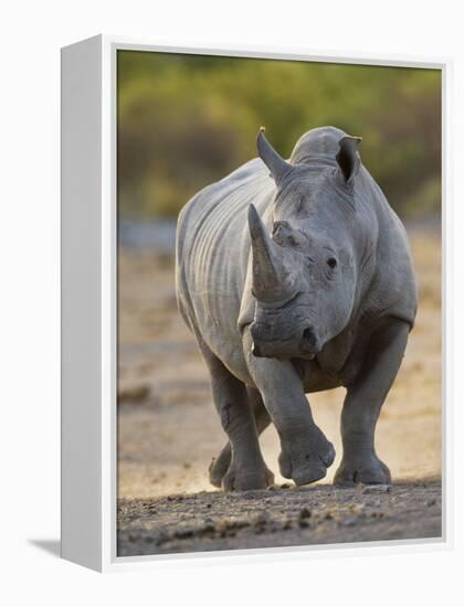 White Rhinoceros Etosha Np, Namibia January-Tony Heald-Framed Premier Image Canvas