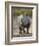 White Rhinoceros Etosha Np, Namibia January-Tony Heald-Framed Photographic Print