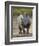 White Rhinoceros Etosha Np, Namibia January-Tony Heald-Framed Photographic Print