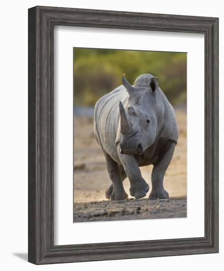 White Rhinoceros Etosha Np, Namibia January-Tony Heald-Framed Photographic Print