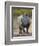 White Rhinoceros Etosha Np, Namibia January-Tony Heald-Framed Photographic Print