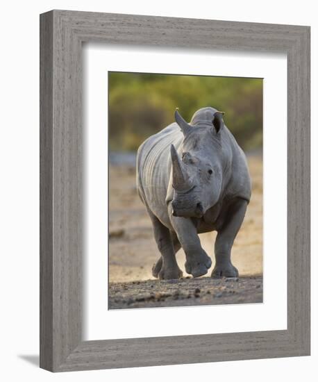 White Rhinoceros Etosha Np, Namibia January-Tony Heald-Framed Photographic Print