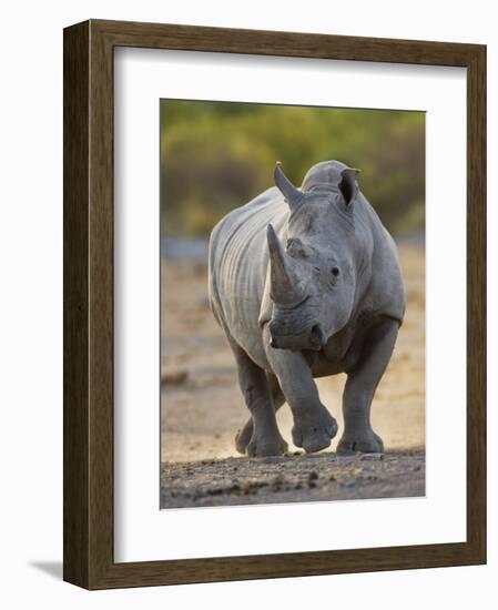 White Rhinoceros Etosha Np, Namibia January-Tony Heald-Framed Photographic Print