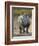 White Rhinoceros Etosha Np, Namibia January-Tony Heald-Framed Photographic Print