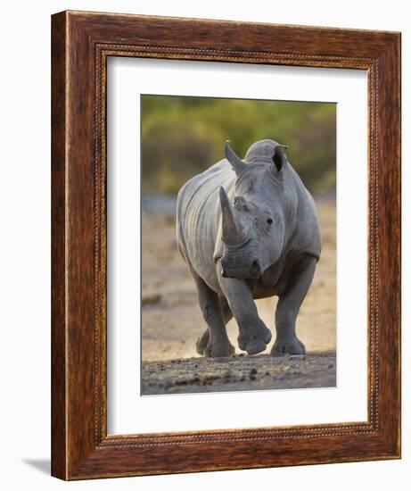 White Rhinoceros Etosha Np, Namibia January-Tony Heald-Framed Photographic Print