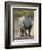 White Rhinoceros Etosha Np, Namibia January-Tony Heald-Framed Photographic Print