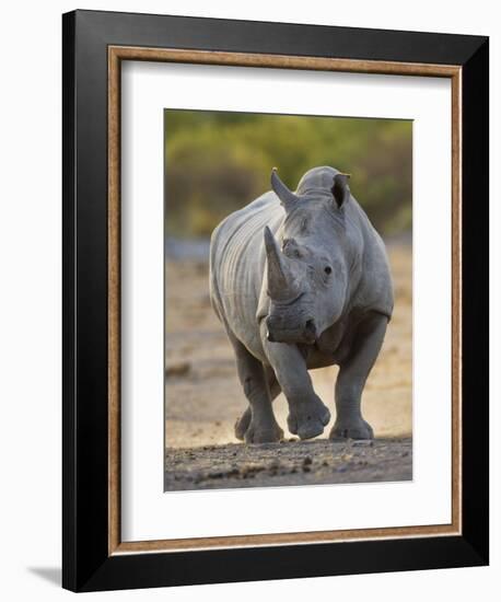 White Rhinoceros Etosha Np, Namibia January-Tony Heald-Framed Photographic Print