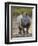 White Rhinoceros Etosha Np, Namibia January-Tony Heald-Framed Photographic Print