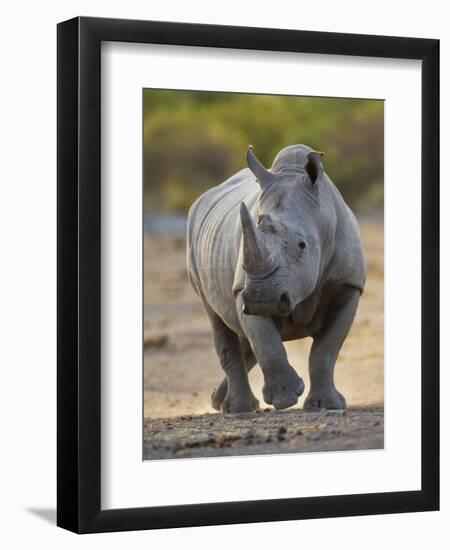 White Rhinoceros Etosha Np, Namibia January-Tony Heald-Framed Photographic Print