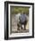 White Rhinoceros Etosha Np, Namibia January-Tony Heald-Framed Photographic Print