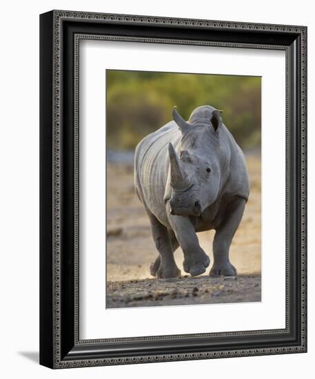 White Rhinoceros Etosha Np, Namibia January-Tony Heald-Framed Photographic Print