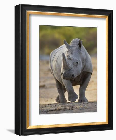 White Rhinoceros Etosha Np, Namibia January-Tony Heald-Framed Photographic Print