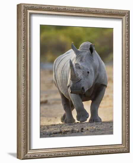 White Rhinoceros Etosha Np, Namibia January-Tony Heald-Framed Photographic Print