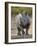 White Rhinoceros Etosha Np, Namibia January-Tony Heald-Framed Photographic Print