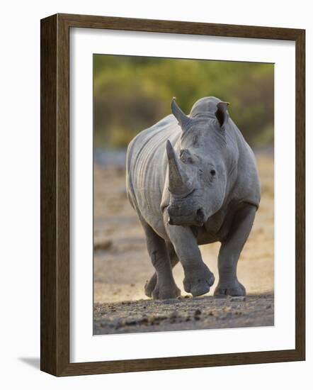 White Rhinoceros Etosha Np, Namibia January-Tony Heald-Framed Photographic Print