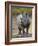 White Rhinoceros Etosha Np, Namibia January-Tony Heald-Framed Photographic Print