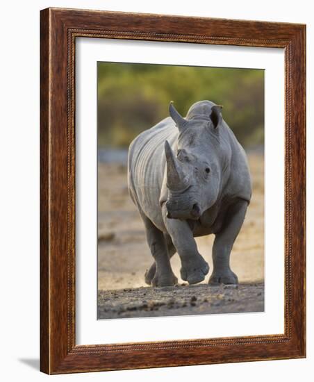 White Rhinoceros Etosha Np, Namibia January-Tony Heald-Framed Photographic Print