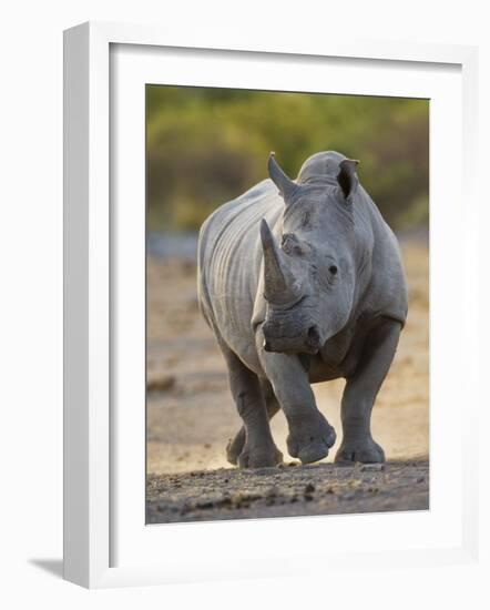 White Rhinoceros Etosha Np, Namibia January-Tony Heald-Framed Photographic Print