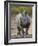 White Rhinoceros Etosha Np, Namibia January-Tony Heald-Framed Photographic Print