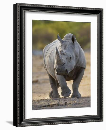 White Rhinoceros Etosha Np, Namibia January-Tony Heald-Framed Photographic Print