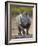 White Rhinoceros Etosha Np, Namibia January-Tony Heald-Framed Photographic Print