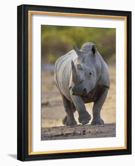 White Rhinoceros Etosha Np, Namibia January-Tony Heald-Framed Photographic Print