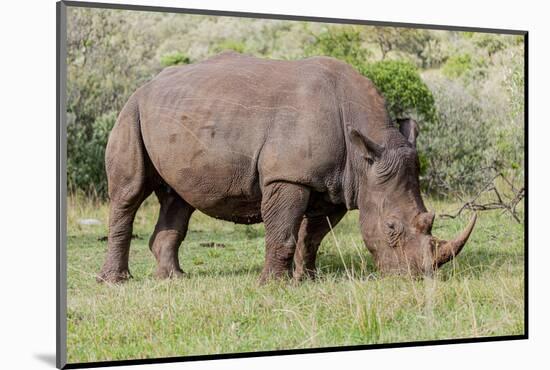 White rhinoceros grazing among foothills in the Masai Mara, Kenya, Africa.-Larry Richardson-Mounted Photographic Print