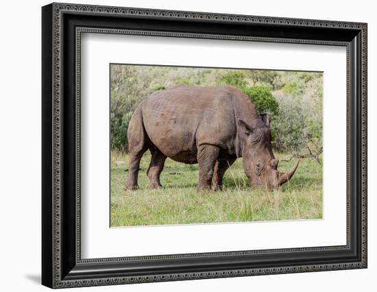 White rhinoceros grazing among foothills in the Masai Mara, Kenya, Africa.-Larry Richardson-Framed Photographic Print