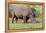 White rhinoceros grazing among foothills in the Masai Mara, Kenya, Africa.-Larry Richardson-Framed Premier Image Canvas